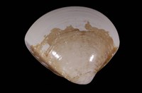 藏品(文蛤)的圖片